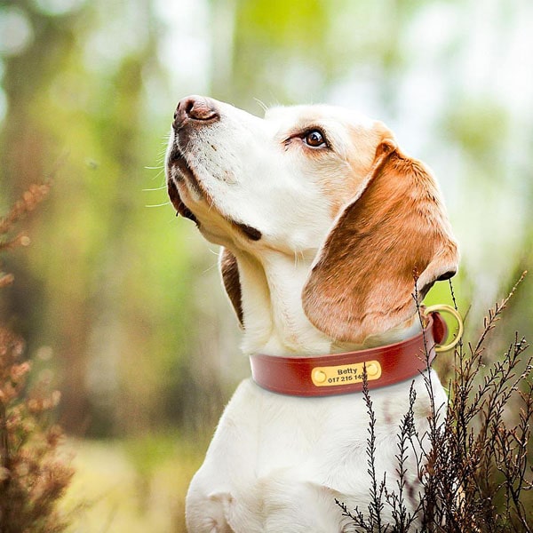 Les colliers pour chien gravés