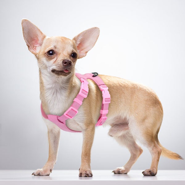 Les harnais pour chihuahua