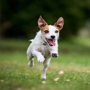 Colliers Jack Russel