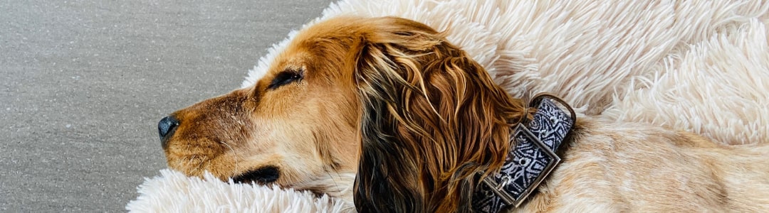 Image coussin apaisant et relaxant pour chien