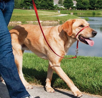 Comment promener son chien ?