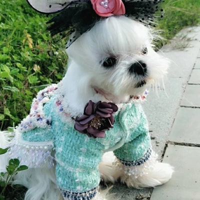 Accessoires de luxe pour chien