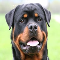 ROTTWEILLERS