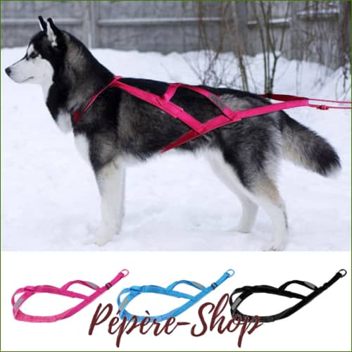 Harnais Canicross Grand Chien - Xback